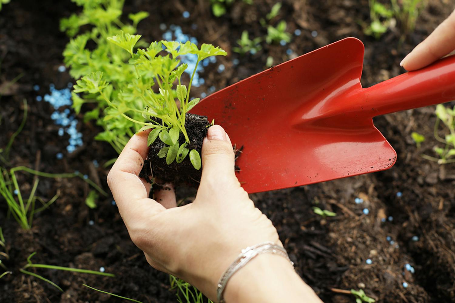 Plantera i maj Vad kan man plantera i maj?